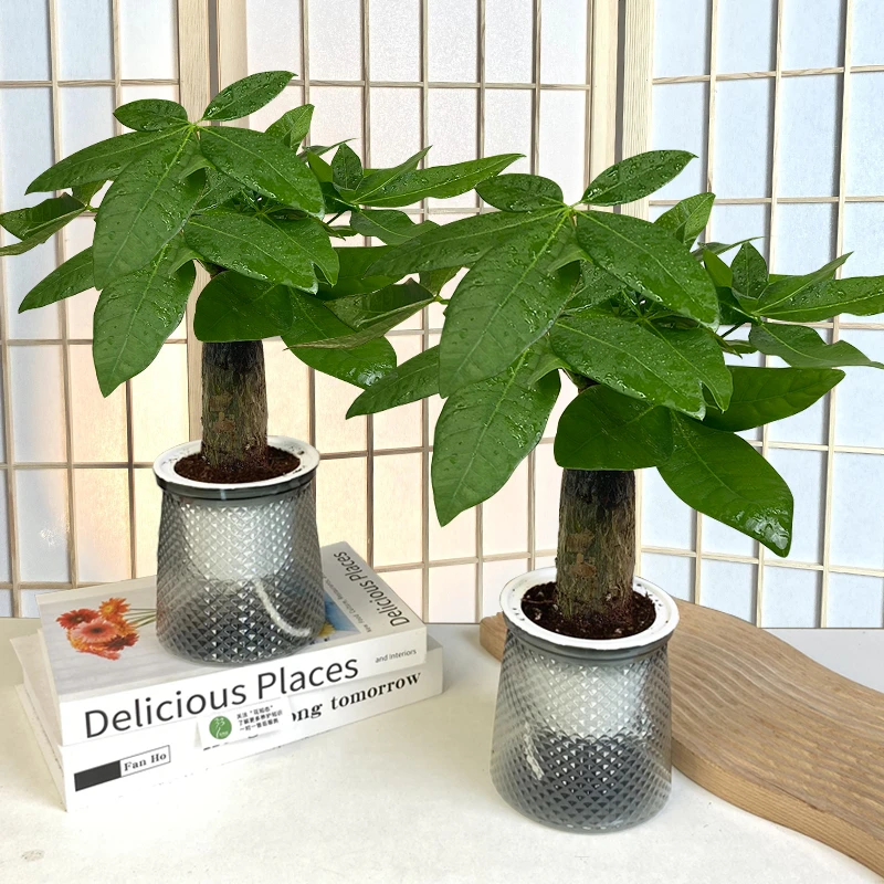 【拍一发二】发财树盆栽绿植办公室内桌面观叶耐旱好易养活植物带盆