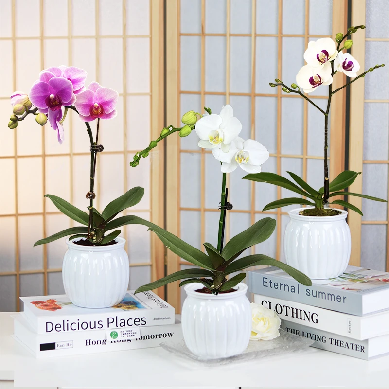 【蝴蝶兰】白红色粉色花带花苞好养护耐旱带花室内盆栽绿植花卉桌面