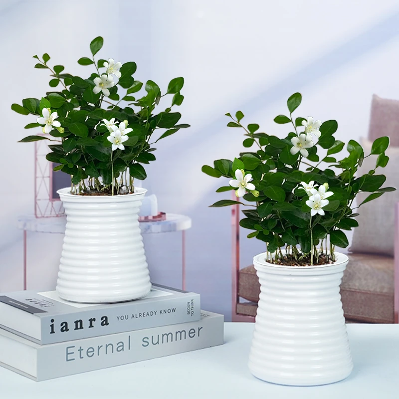 【买一送一】九里香易活好养观叶花卉绿植物室内外办公桌面美观鲜活