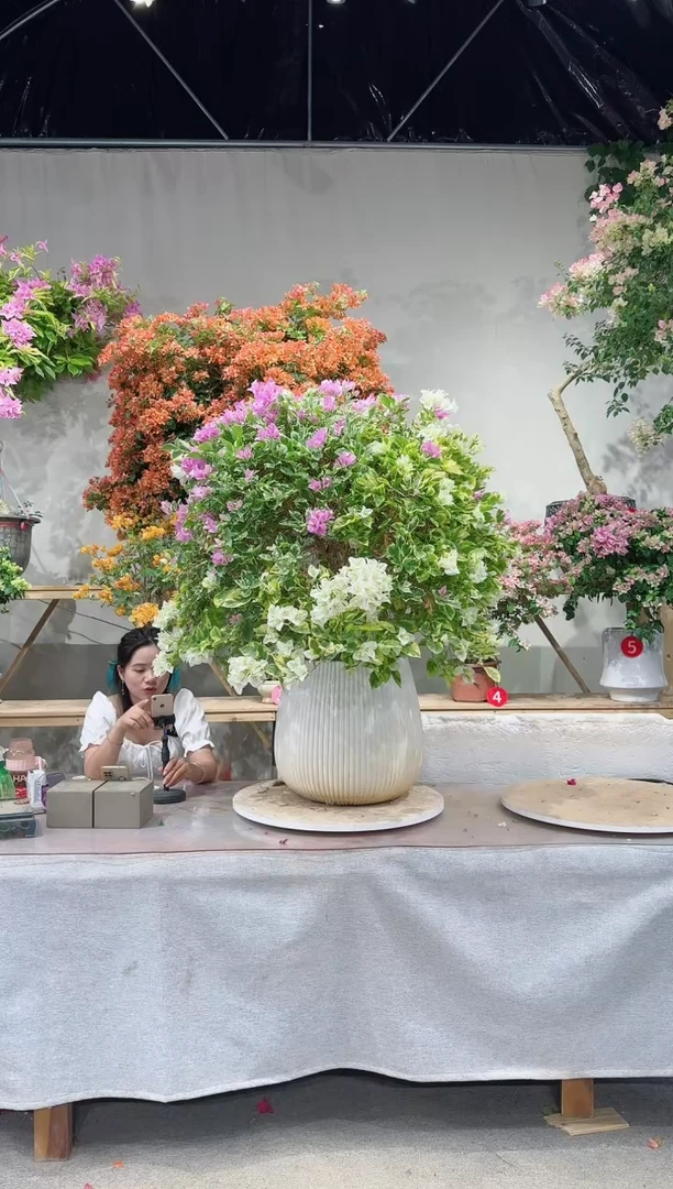 【闪购商品】盆景三角梅