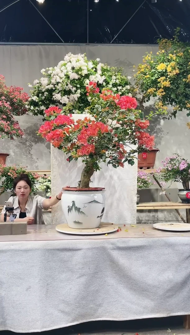 【闪购商品】盆景暗斑夕阳红三角梅