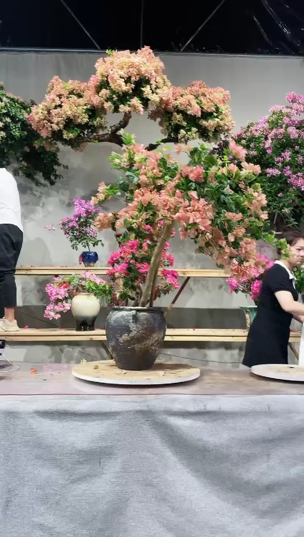 【闪购商品】盆景三角梅