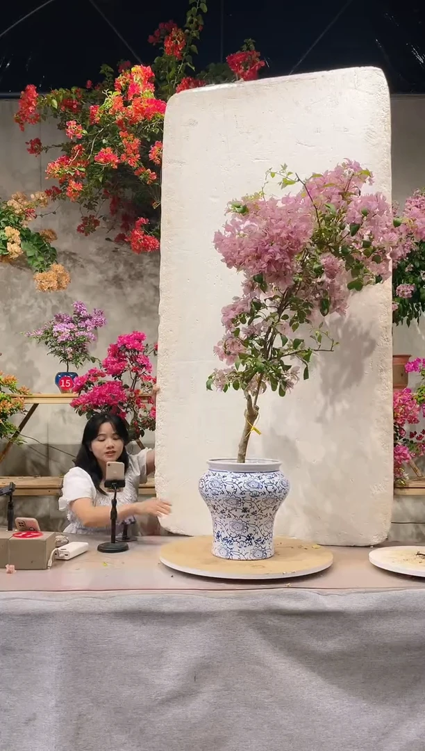 【闪购商品】盆景塞弗里三角梅