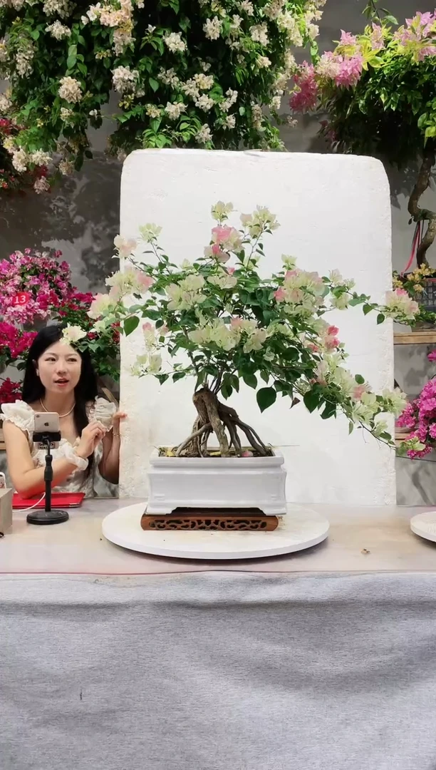 【闪购商品】盆景绿樱三角梅