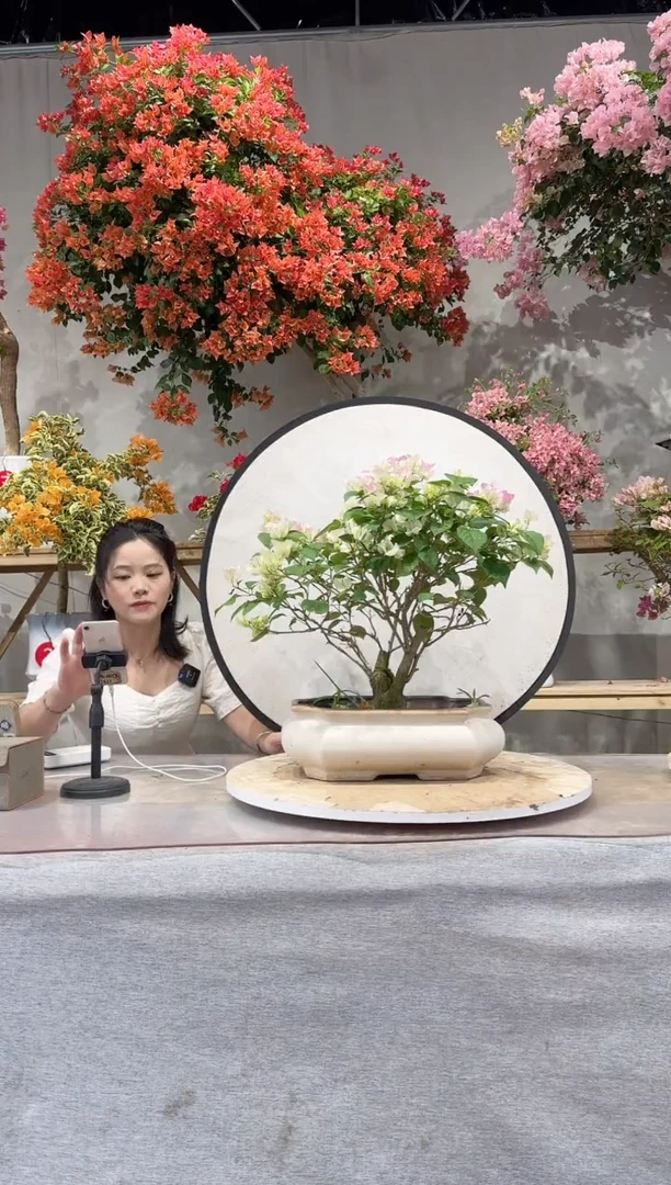 【闪购商品】盆景绿叶樱花三角梅