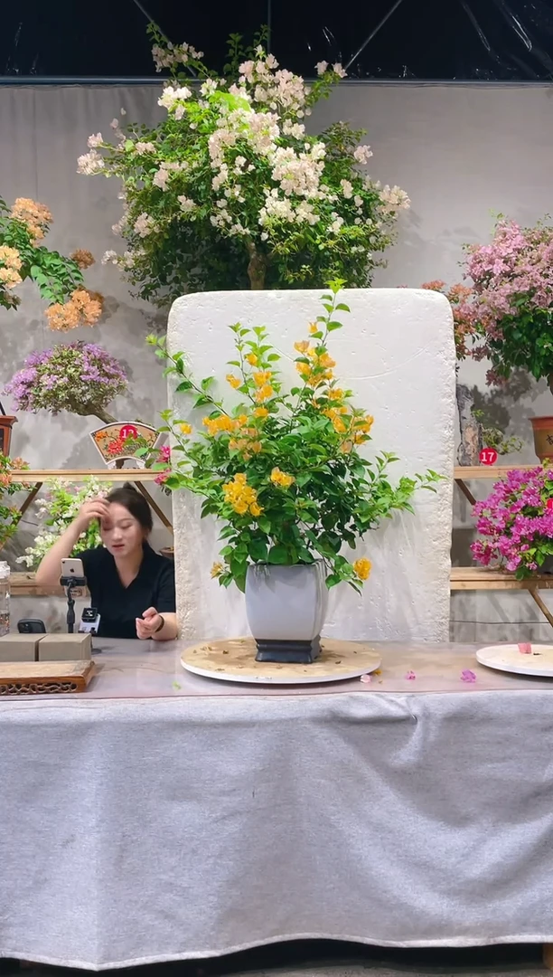 【闪购商品】盆景三角梅