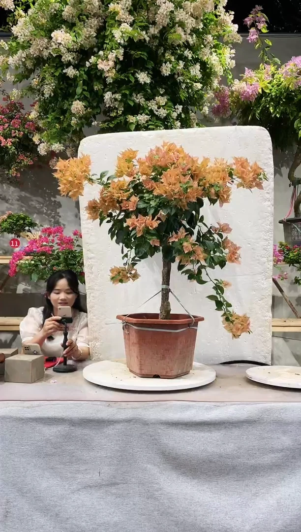 【闪购商品】盆景佩德罗三角梅