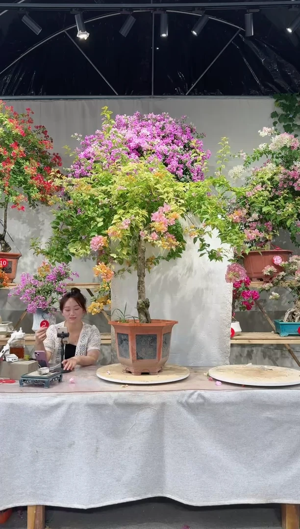 【闪购商品】盆景三角梅