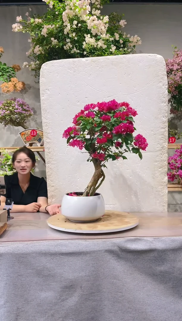 【闪购商品】盆景枣红三角梅