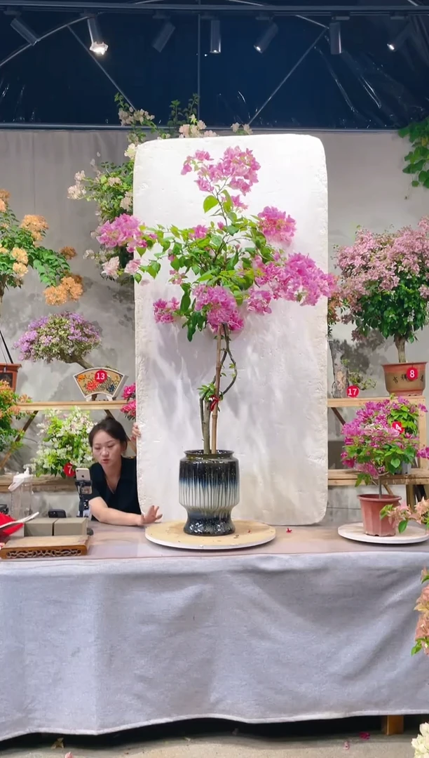 【闪购商品】盆景漳红樱三角梅