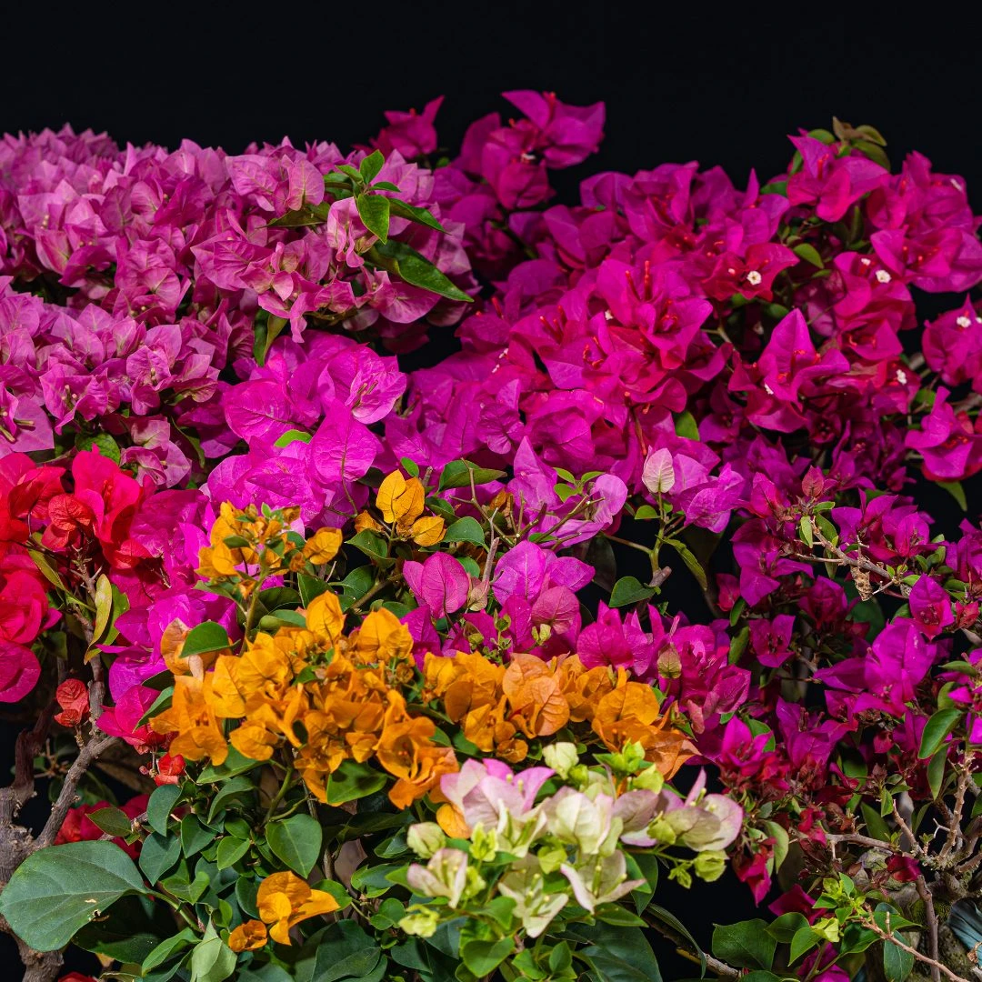 【林家小院】通用链接鲜花盆栽室内阳台精品观赏盆景精品