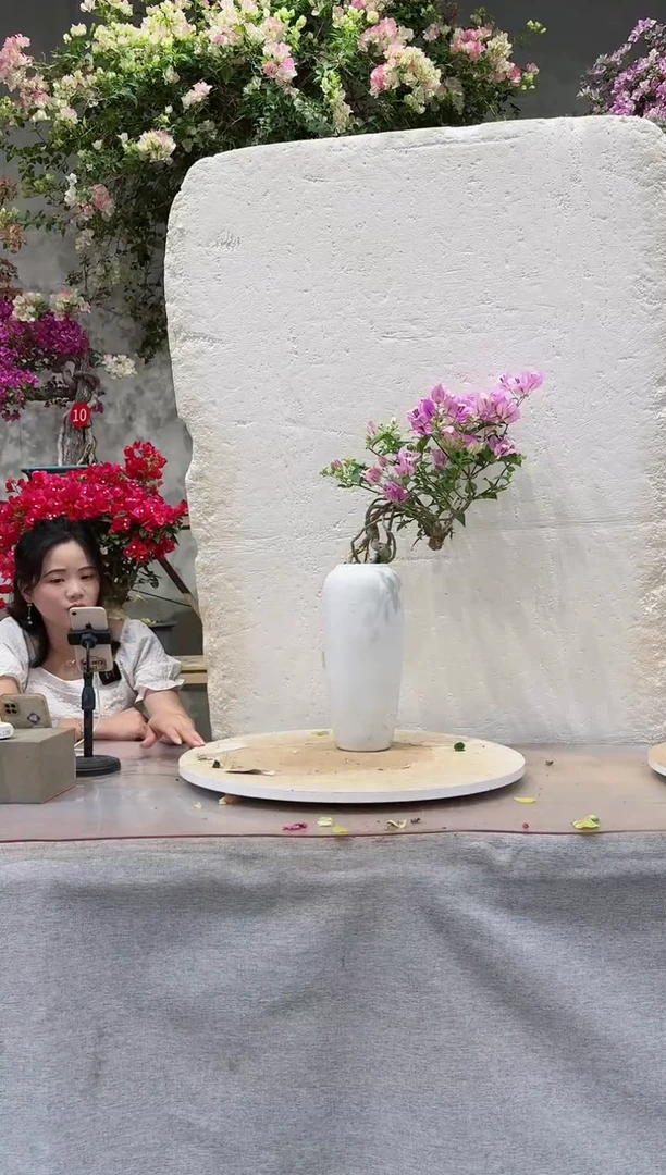 【闪购商品】盆景三角梅