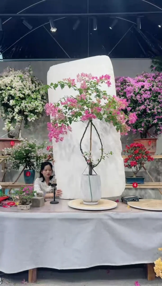 【闪购商品】盆景漳红樱三角梅