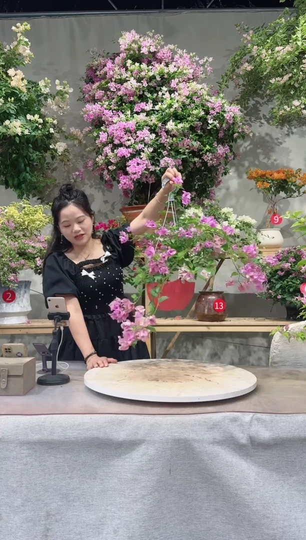 【闪购商品】盆景雪紫三角梅