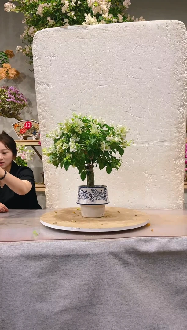 【闪购商品】盆景三角梅