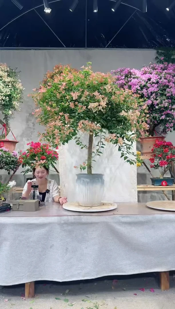 【闪购商品】盆景卡亚塔三角梅