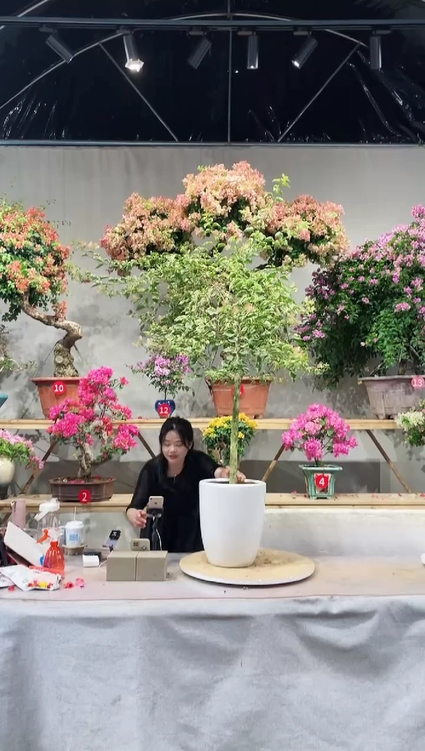 【闪购商品】盆景三角梅