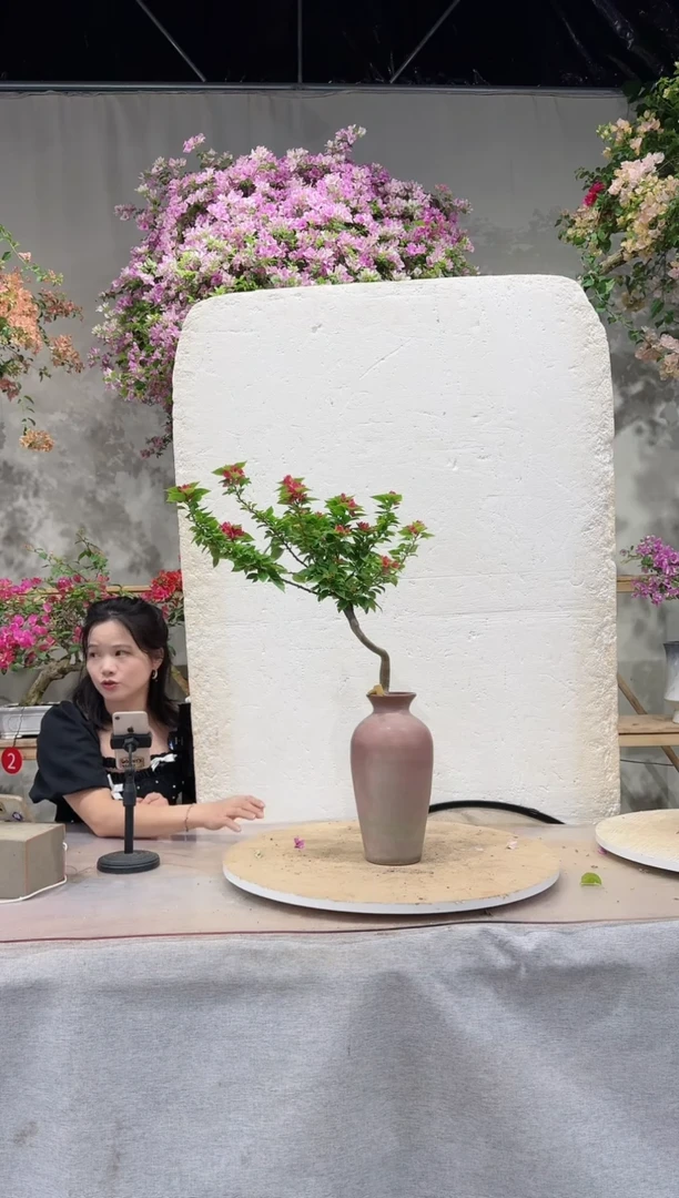 【闪购商品】盆景三角梅