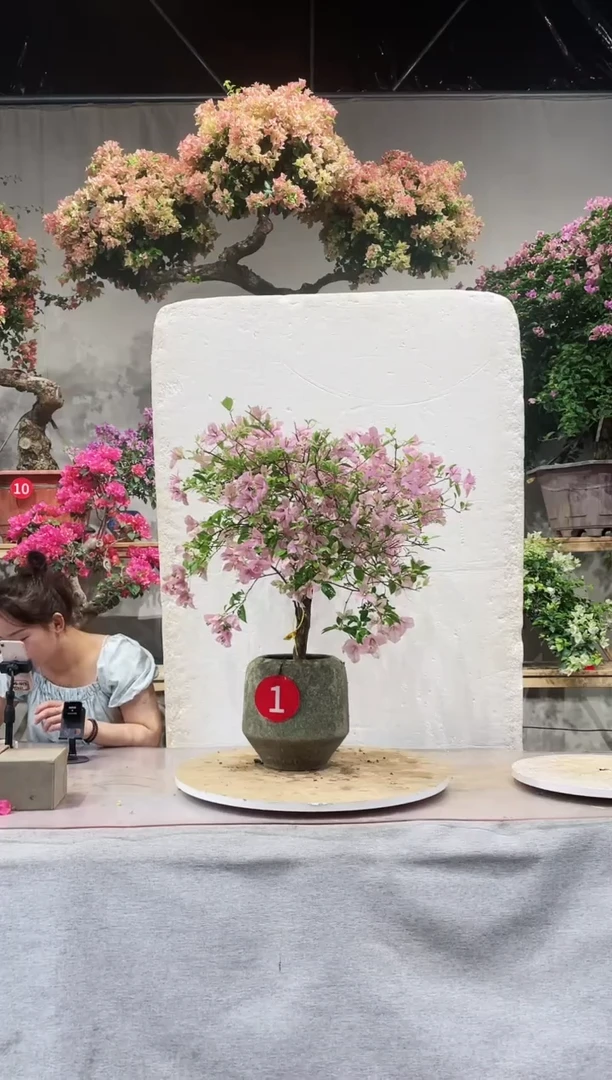 【闪购商品】盆景三角梅