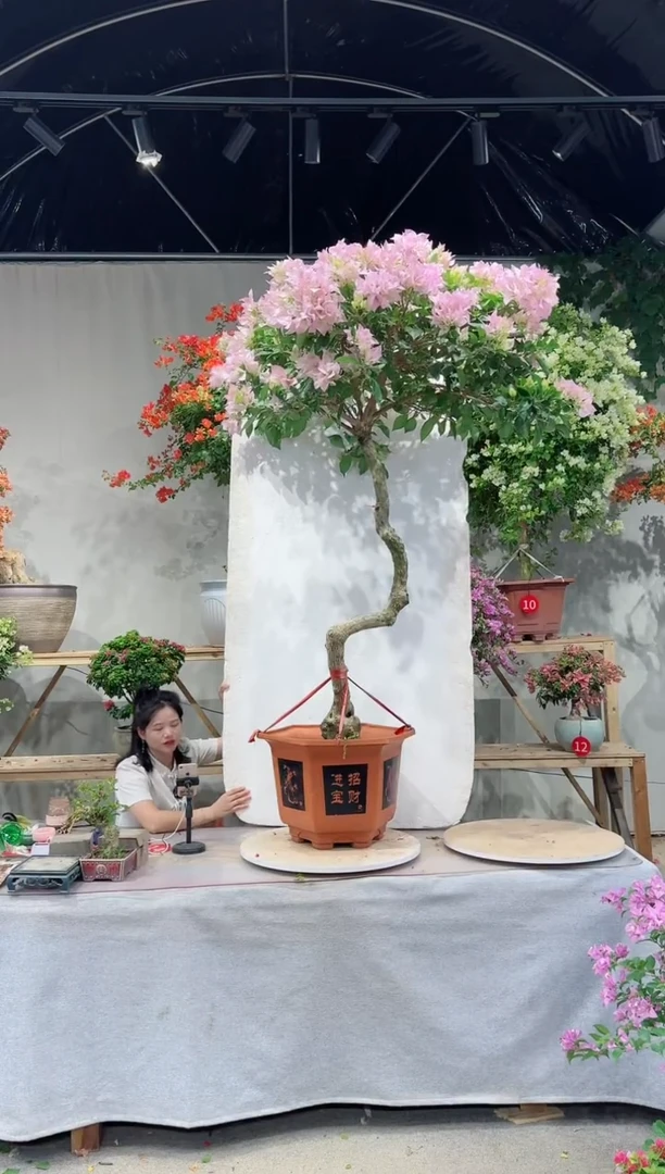 【闪购商品】盆景三角梅