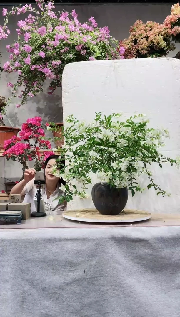 【闪购商品】盆景三角梅