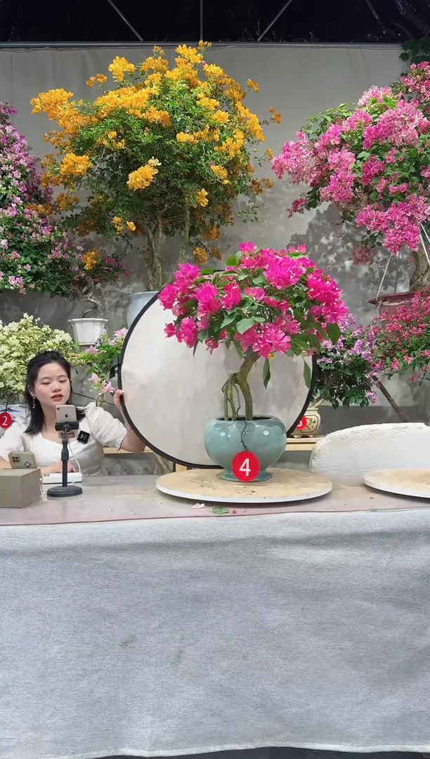 【闪购商品】盆景绿叶宫粉三角梅