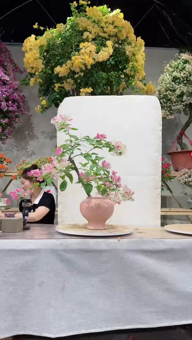 【闪购商品】盆景漳红樱三角梅