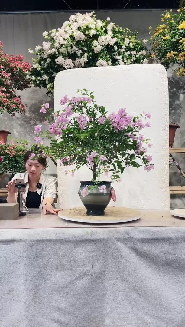 【闪购商品】盆景巴西紫三角梅