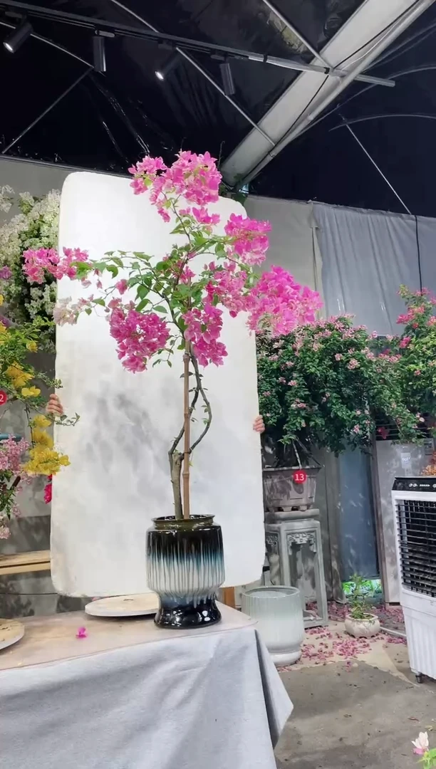 【闪购商品】盆景三角梅