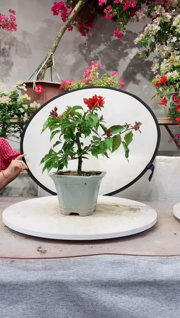 【闪购商品】盆景三角梅