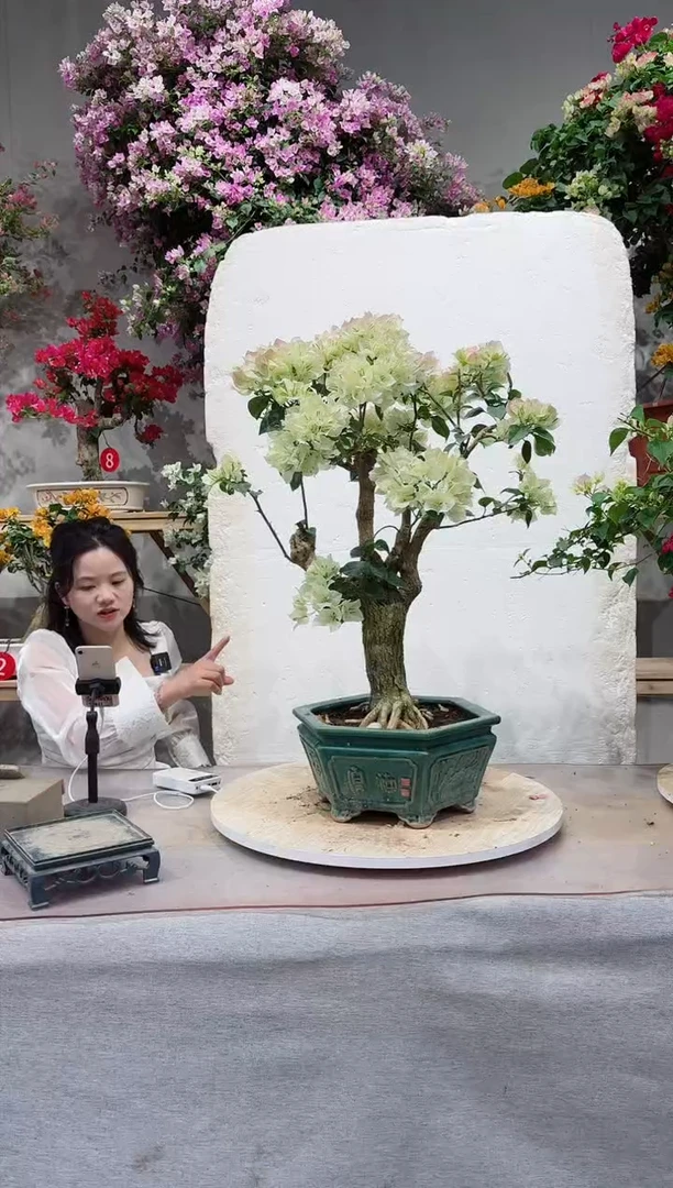 【闪购商品】盆景绿叶樱花三角梅