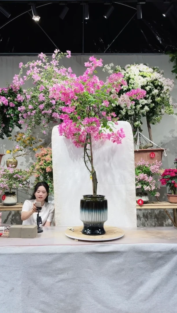 【闪购商品】盆景漳红樱三角梅