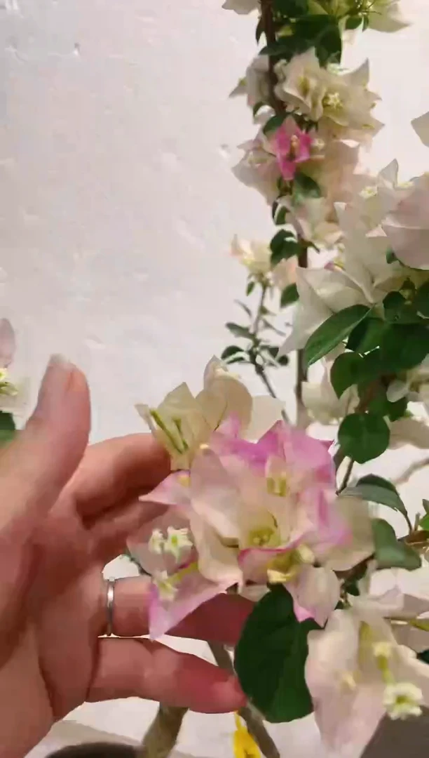 【闪购商品】盆景三角梅