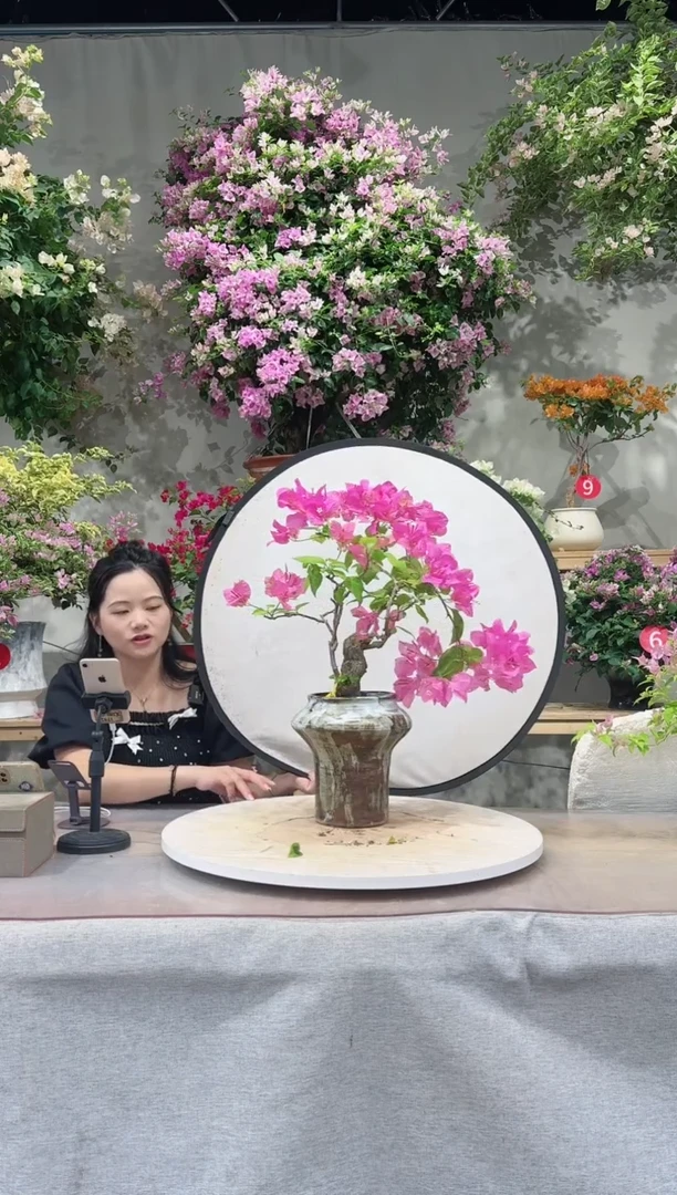 【闪购商品】盆景魅惑三角梅