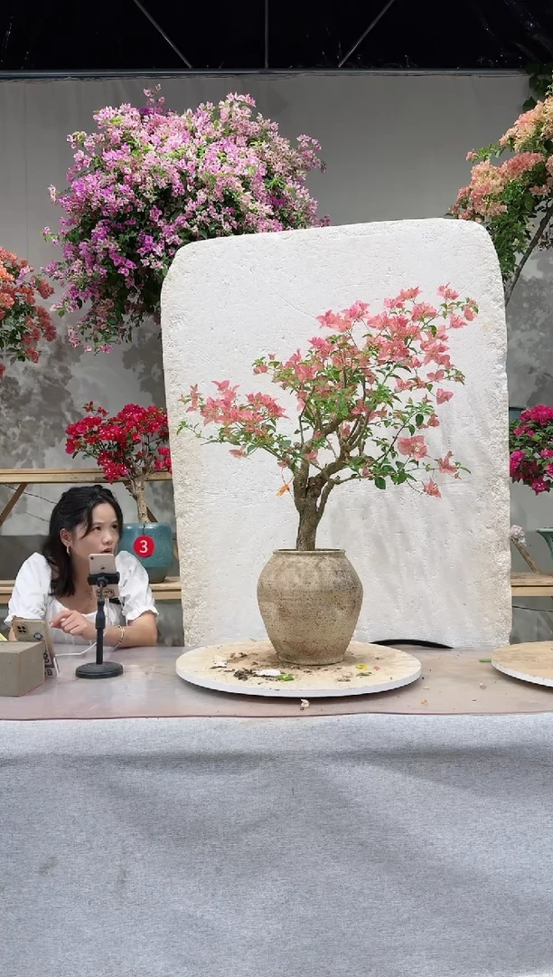 【闪购商品】盆景三角梅