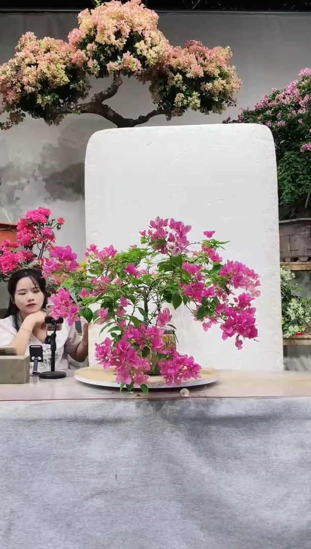 【闪购商品】盆景漳红樱三角梅