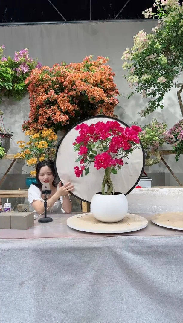 【闪购商品】盆景三角梅