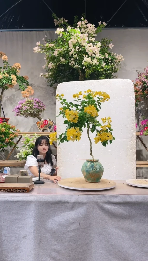 【闪购商品】盆景好好黄三角梅