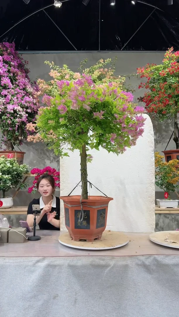 【闪购商品】盆景橙西瓜三角梅