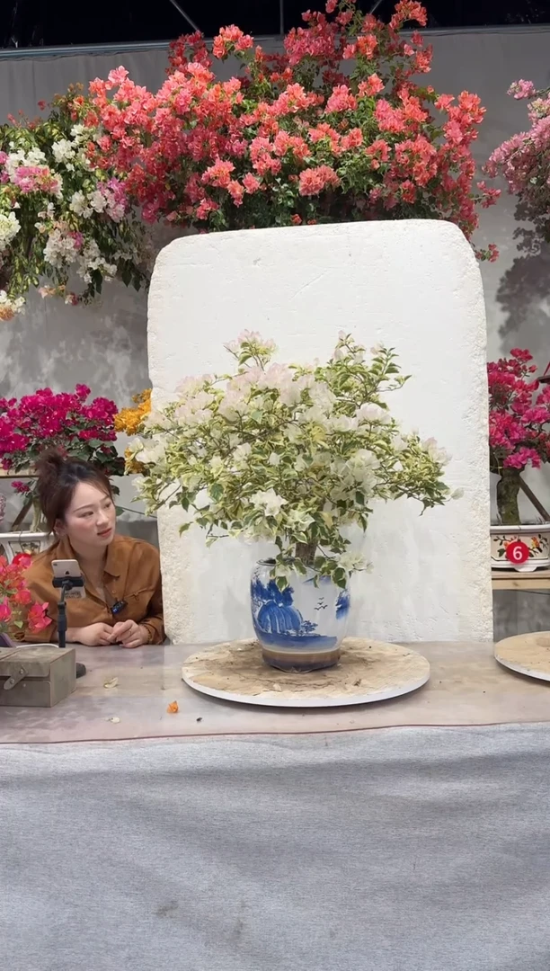 【闪购商品】盆景金边樱花三角梅