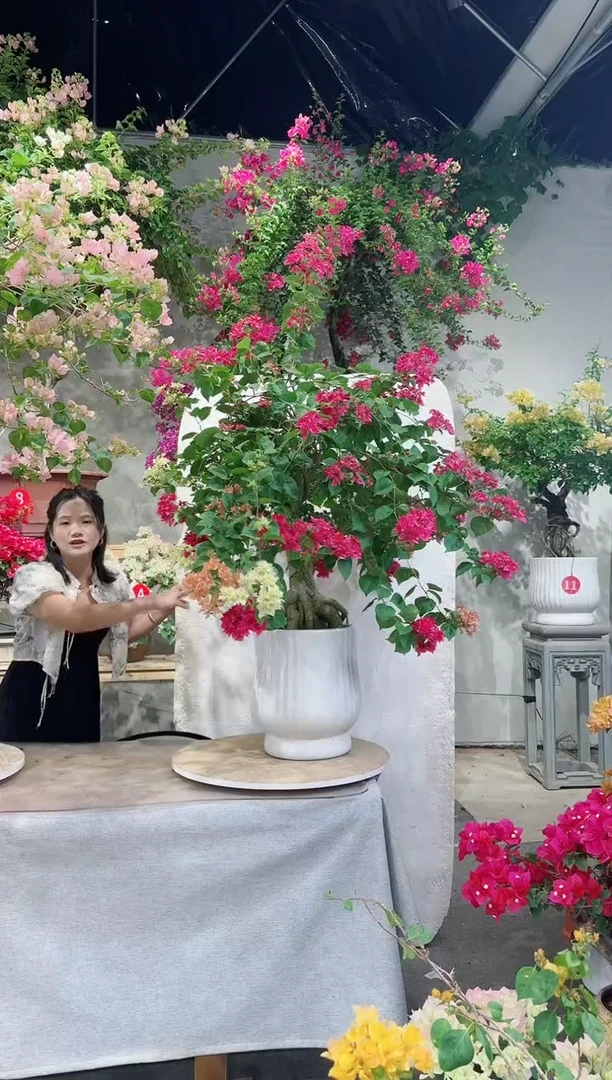 【闪购商品】盆景三角梅