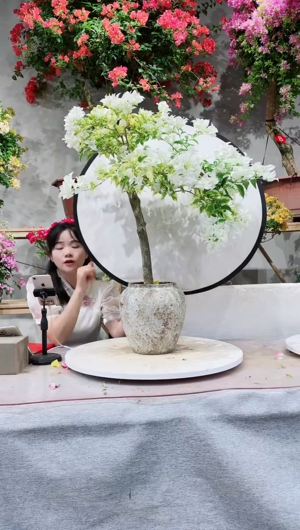 【闪购商品】盆景三角梅