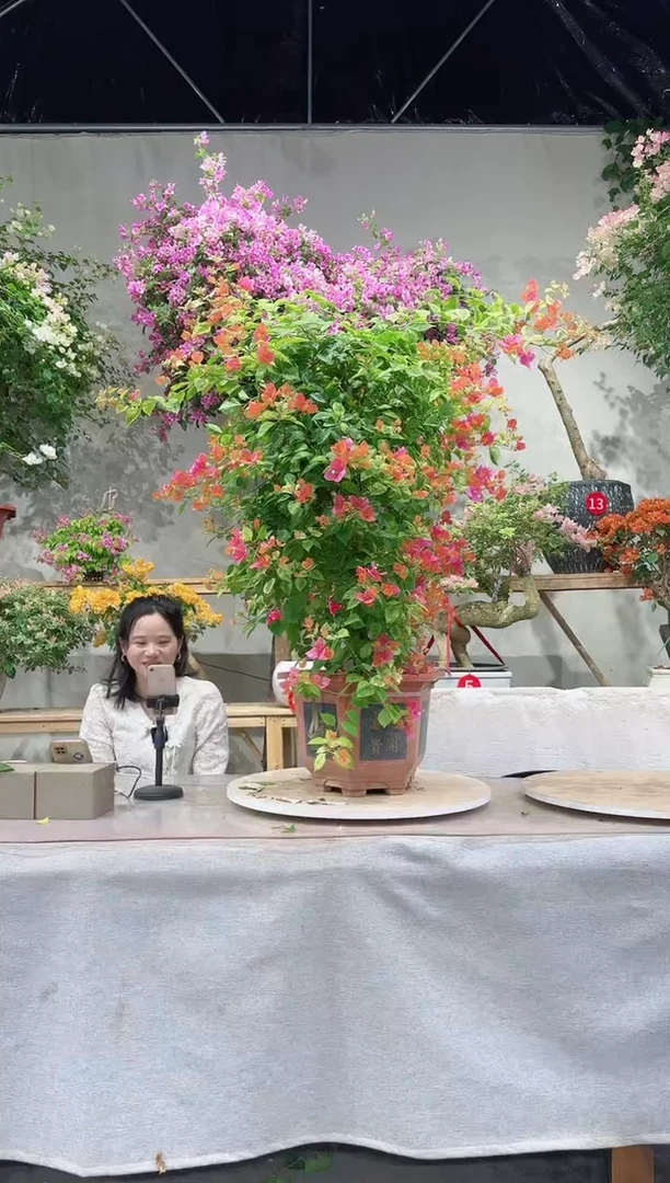 【闪购商品】盆景斋戒狂欢三角梅