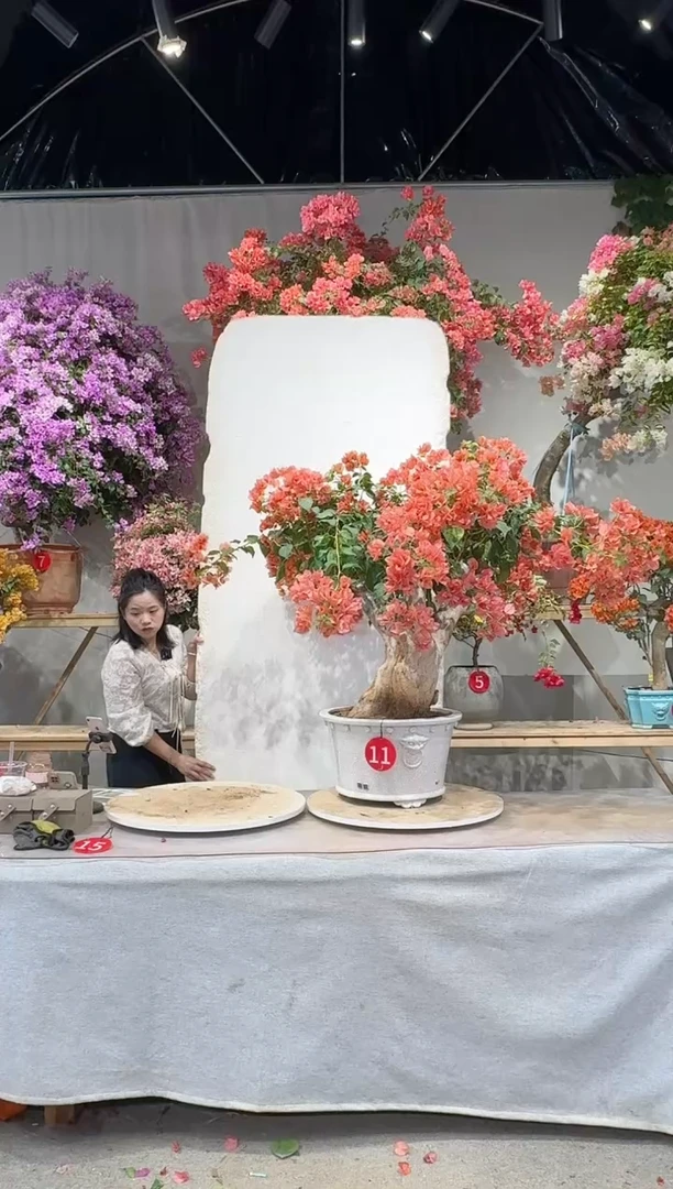 【闪购商品】盆景暗斑日落三角梅