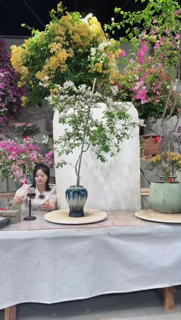 【闪购商品】盆景苹果花三角梅