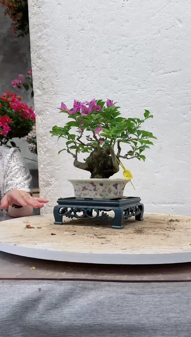 【闪购商品】盆景三角梅