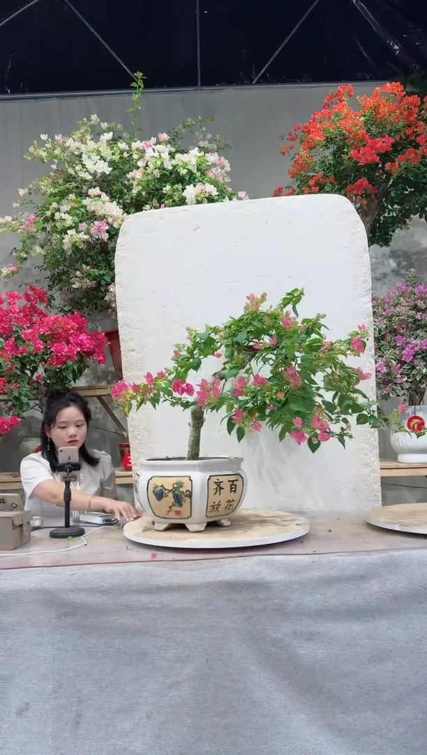 【闪购商品】盆景金心双色三角梅