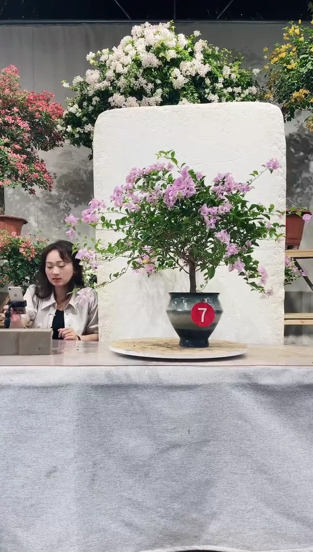 【闪购商品】盆景巴西紫三角梅