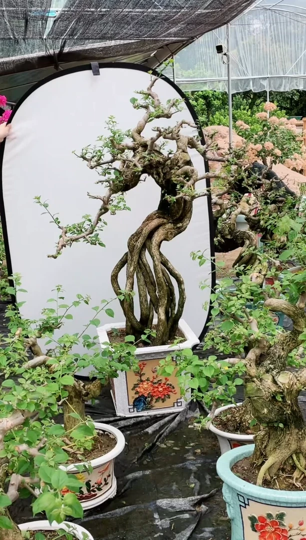 【闪购商品】盆景三角梅