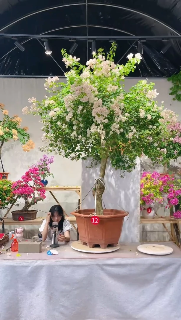 【闪购商品】盆景三角梅